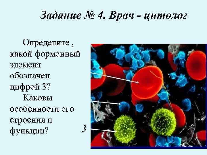 Задание № 4. Врач - цитолог Определите , какой форменный элемент обозначен цифрой 3?