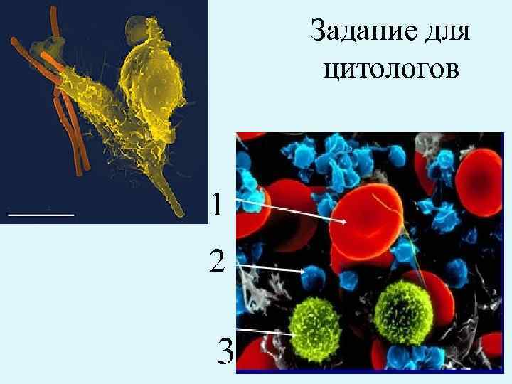 Задание для цитологов 1 2 3 