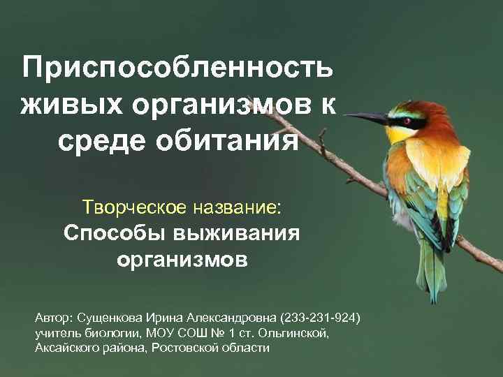 Приспособленность живых организмов к среде обитания Творческое название: Способы выживания организмов Автор: Сущенкова Ирина