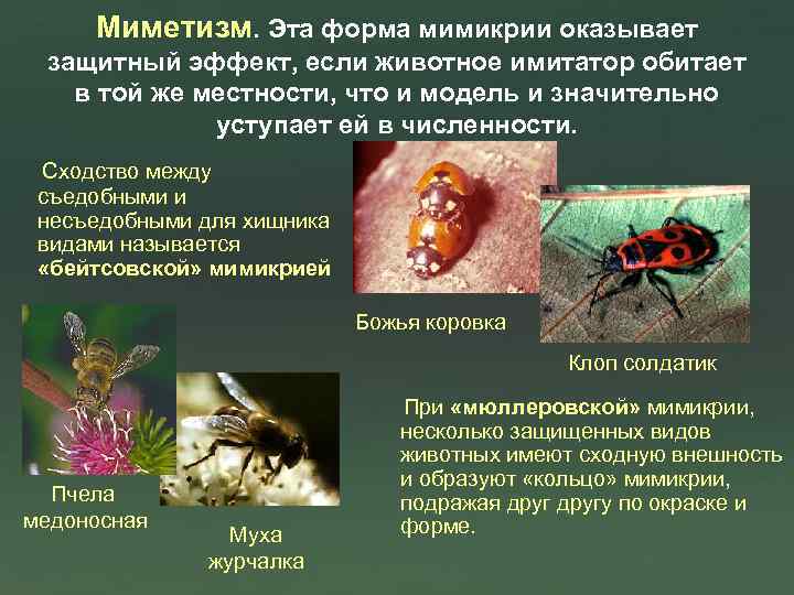 Миметизм. Эта форма мимикрии оказывает защитный эффект, если животное имитатор обитает в той же