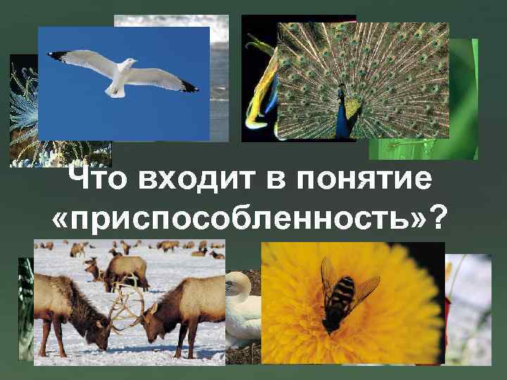 Что входит в понятие «приспособленность» ? 