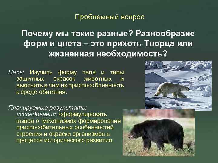 Проблемный вопрос Почему мы такие разные? Разнообразие форм и цвета – это прихоть Творца