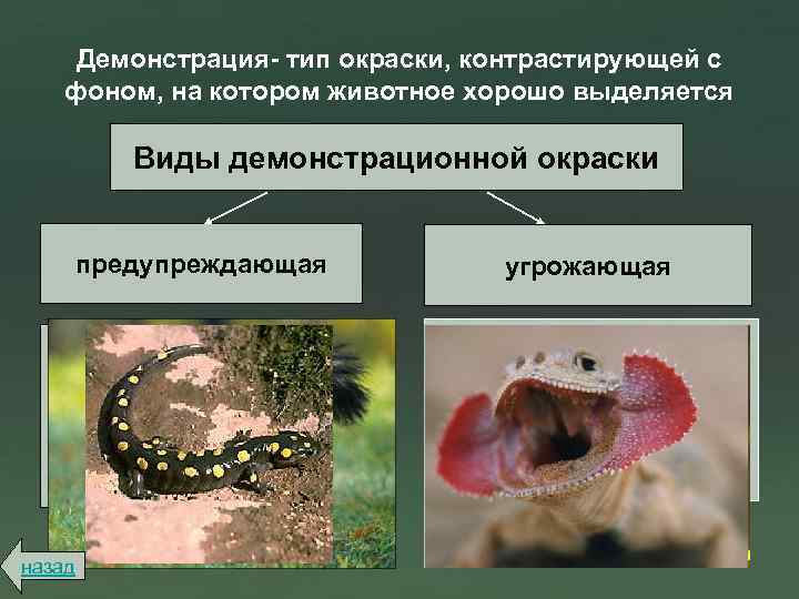 Демонстрация- тип окраски, контрастирующей с фоном, на котором животное хорошо выделяется Виды демонстрационной окраски