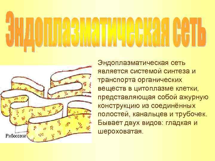 Какие структуры изображены на рисунке что в них происходит что общего между этими структурами