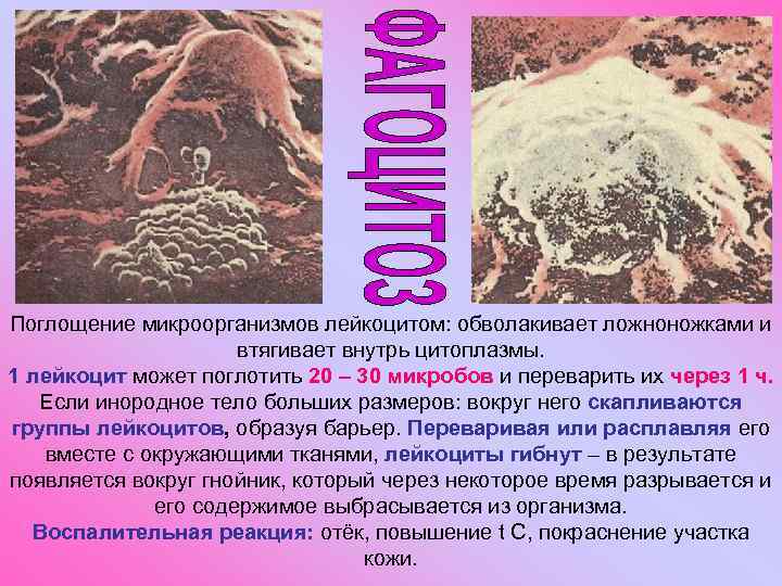 Поглощение микроорганизмов лейкоцитом: обволакивает ложноножками и втягивает внутрь цитоплазмы. 1 лейкоцит может поглотить 20