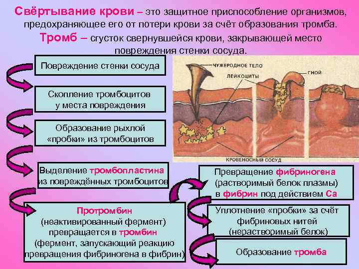 Свёртывание крови – это защитное приспособление организмов, предохраняющее его от потери крови за счёт