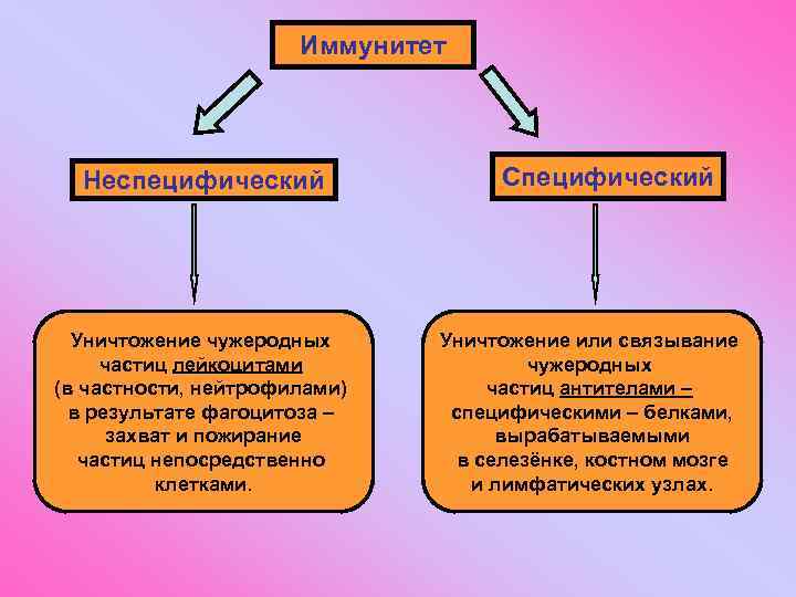 Иммунитет Неспецифический Уничтожение чужеродных частиц лейкоцитами (в частности, нейтрофилами) в результате фагоцитоза – захват