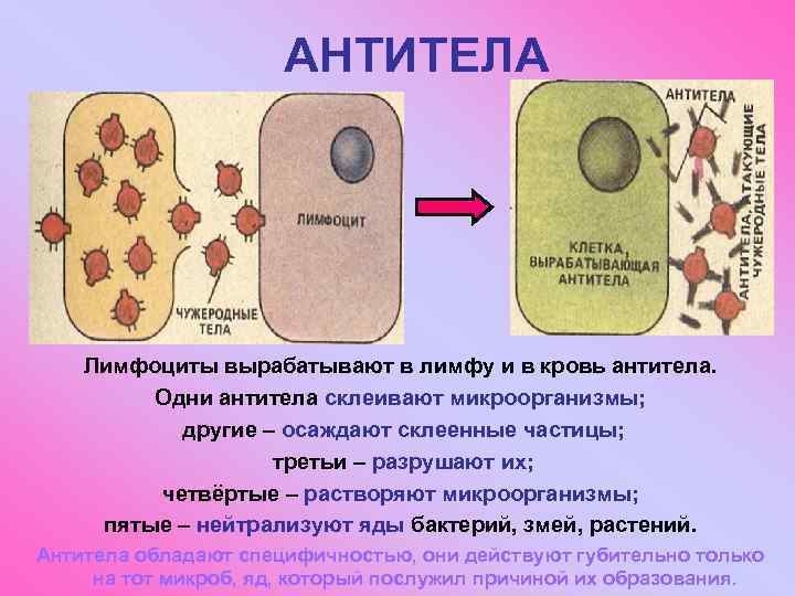 АНТИТЕЛА Лимфоциты вырабатывают в лимфу и в кровь антитела. Одни антитела склеивают микроорганизмы; другие