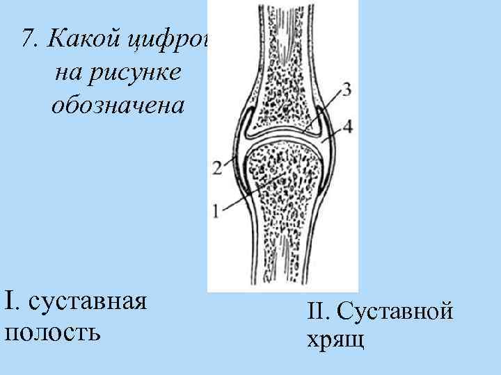 Цифрой 3 на рисунке обозначена кость