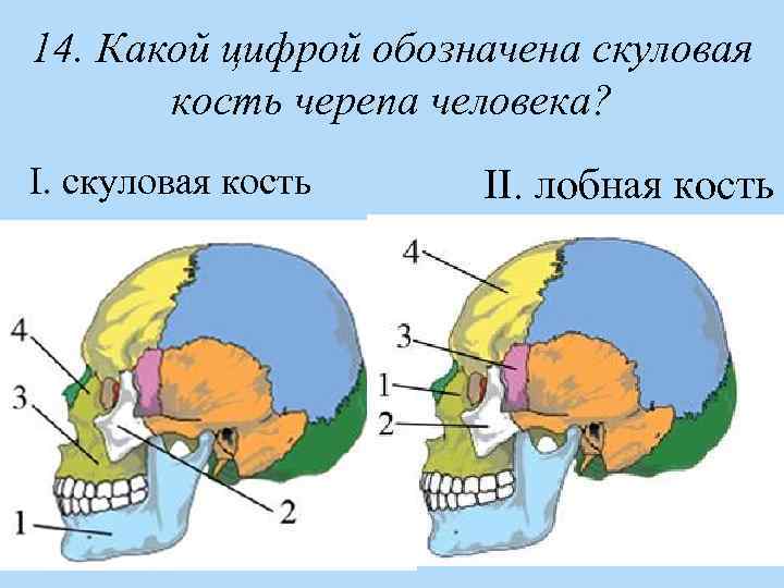 Какими цифрами на рисунке обозначены кости