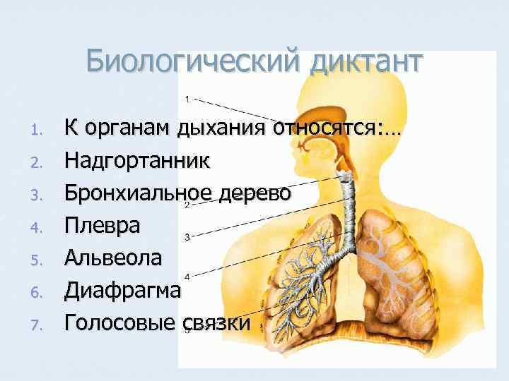 Биологический диктант 1. 2. 3. 4. 5. 6. 7. К органам дыхания относятся: …