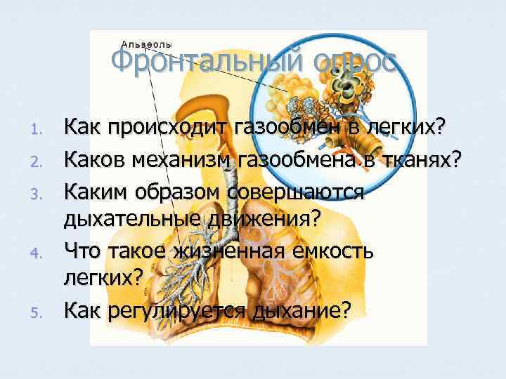 Фронтальный опрос 1. 2. 3. 4. 5. Как происходит газообмен в легких? Каков механизм