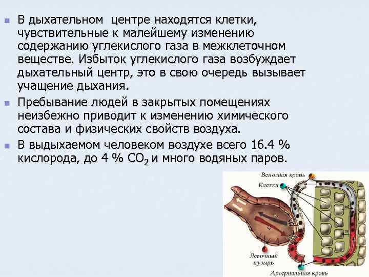 n n n В дыхательном центре находятся клетки, чувствительные к малейшему изменению содержанию углекислого