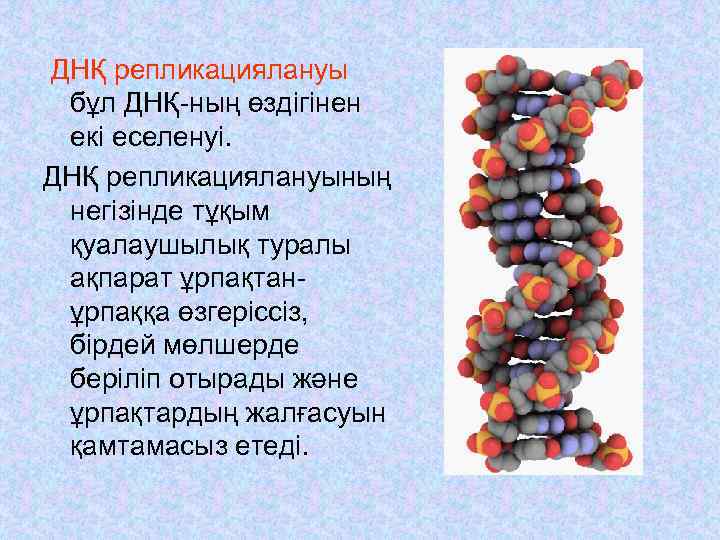 ДНҚ репликациялануы бұл ДНҚ-ның өздігінен екі еселенуі. ДНҚ репликациялануының негізінде тұқым қуалаушылық туралы ақпарат