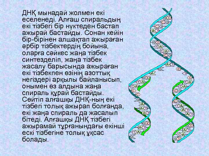 ДНҚ мынадай жолмен екі еселенеді. Алғаш спиральдың екі тізбегі бір нүктеден бастап ажырай бастайды.