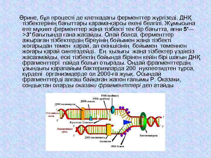 Әрине, бұл процесті де клеткадағы ферменттер жүргізеді. ДНҚ тізбектерінің бағыттары қарама-қарсы екені белгілі. Жұмысына