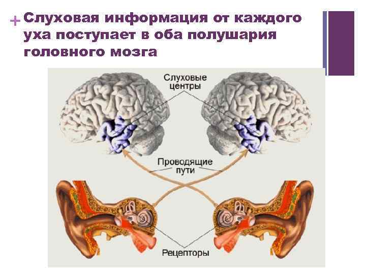 + Слуховая информация от каждого уха поступает в оба полушария головного мозга 