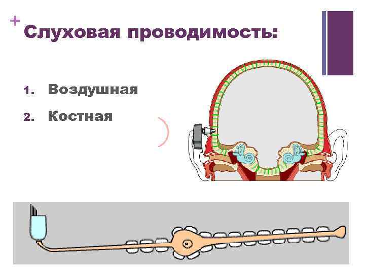 Костная проводимость. Воздушная и костная проводимость. Механизм воздушной и костной проводимости. Воздушная и костная проводимость слуха. Костная проводимость воздушная проводимость.