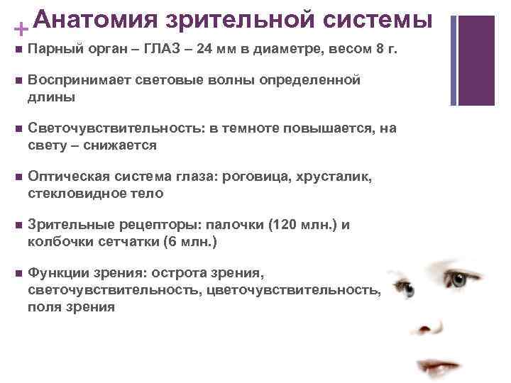 Анатомия зрительной системы + n Парный орган – ГЛАЗ – 24 мм в диаметре,