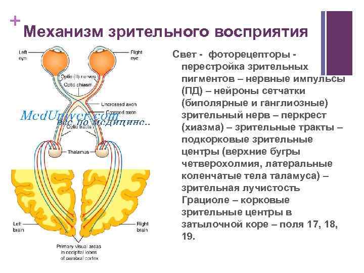 Подкорковые центры зрительного анализатора