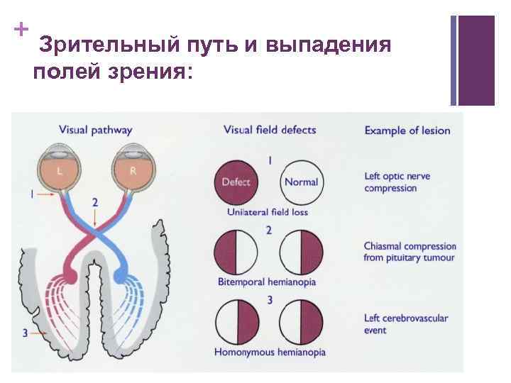 Анатомия и физиология органа зрения презентация