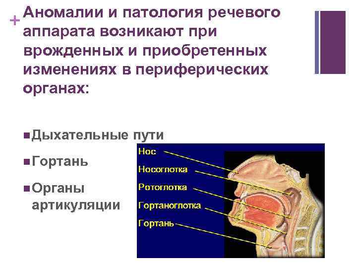 Анатомия патология органов речи