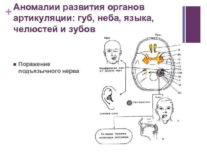 Анатомия физиология патология органов слуха. Анатомия и физиология органов слуха и речи. Аномалии развития органов речи. Анатомия физиология и патология органов слуха. Анатомия физиология и патология органов речи.