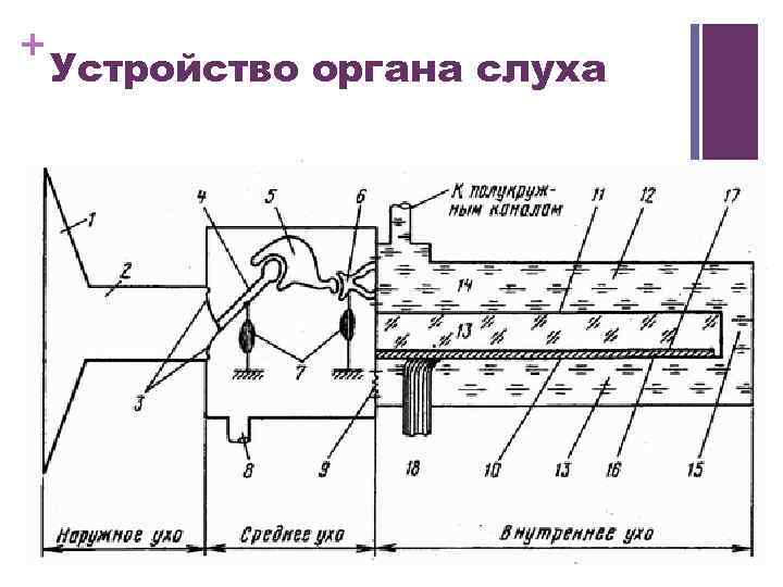 Орган принцип. Устройство органа. Строение органа инструмента. Устройство органа схема. Устройство труб органа.