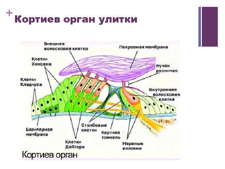 Кортиев орган схема