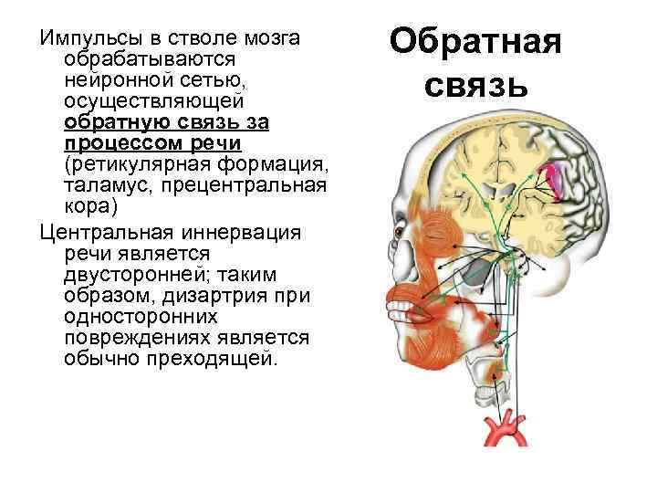 Импульсы в стволе мозга обрабатываются нейронной сетью, осуществляющей обратную связь за процессом речи (ретикулярная