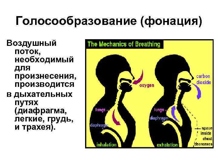 Голосообразование (фонация) Воздушный поток, необходимый для произнесения, производится в дыхательных путях (диафрагма, легкие, грудь,
