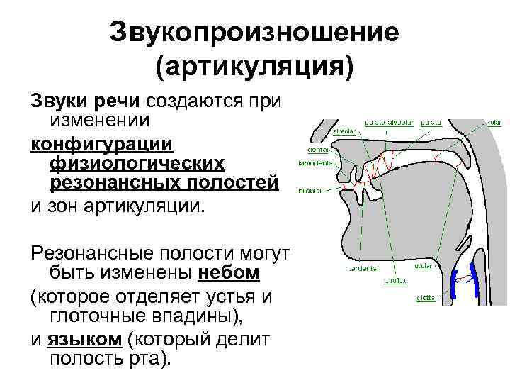 Артикуляция звука речи. Артикуляция звуков речи. Образование звуков речи артикуляция. Процесс образования звуков речи. Расстройство речевой артикуляции речи.