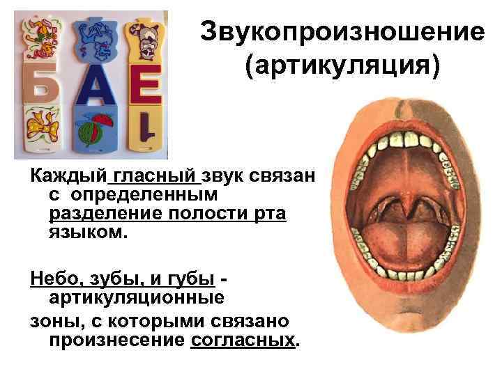 Звукопроизношение (артикуляция) Каждый гласный звук связан с определенным разделение полости рта языком. Небо, зубы,