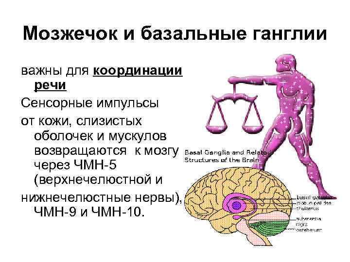 Мозжечок и базальные ганглии важны для координации речи Сенсорные импульсы от кожи, слизистых оболочек