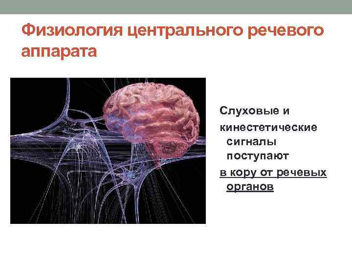 Физиология центрального речевого аппарата Слуховые и кинестетические сигналы поступают в кору от речевых органов