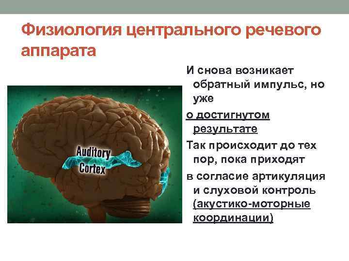 Физиология центрального речевого аппарата И снова возникает обратный импульс, но уже о достигнутом результате