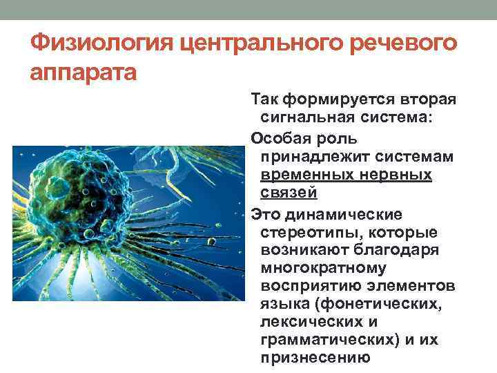 Физиология центрального речевого аппарата Так формируется вторая сигнальная система: Особая роль принадлежит системам временных