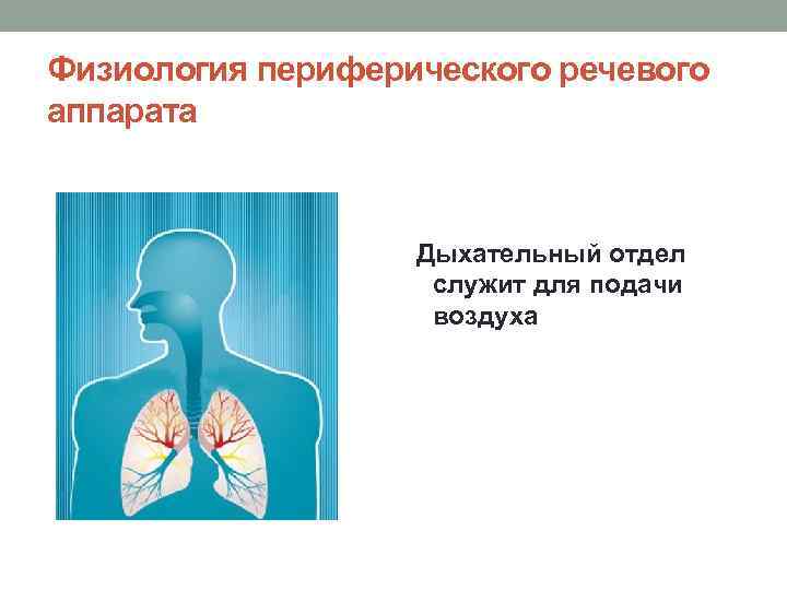 Физиология периферического речевого аппарата Дыхательный отдел служит для подачи воздуха 