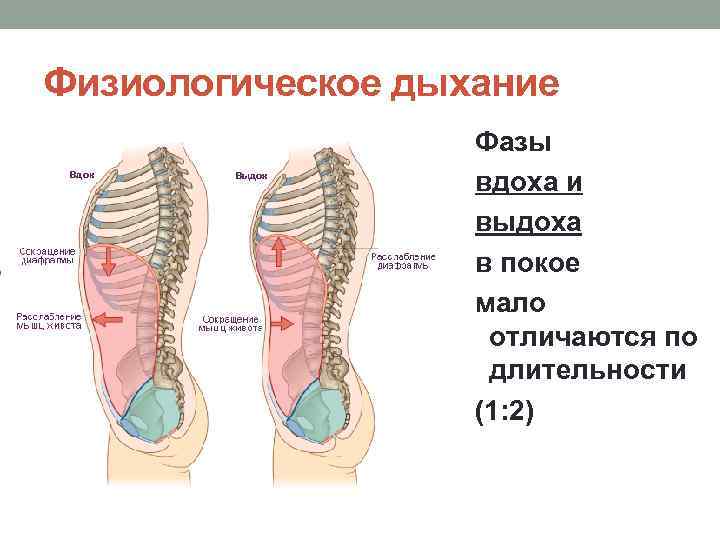 Физиологическое дыхание Фазы вдоха и выдоха в покое мало отличаются по длительности (1: 2)