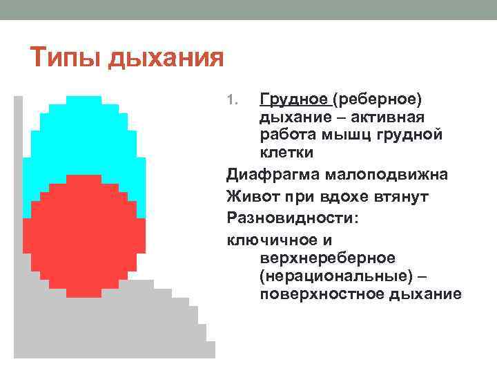 Типы дыхания Грудное (реберное) дыхание – активная работа мышц грудной клетки Диафрагма малоподвижна Живот