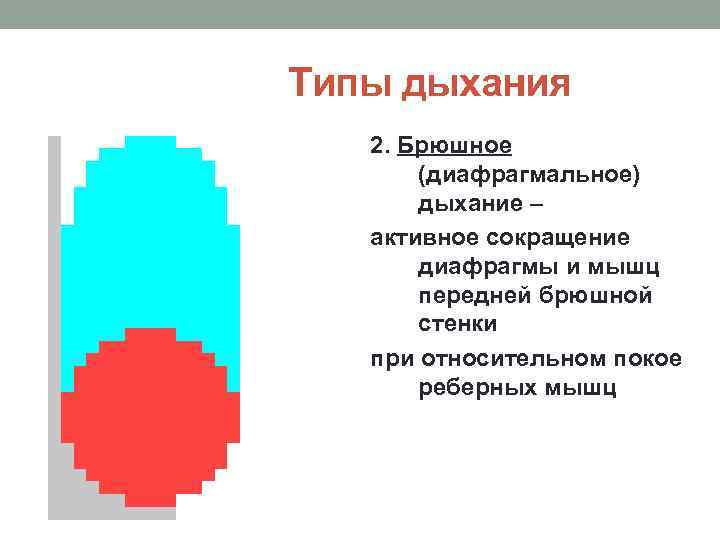 Типы дыхания 2. Брюшное (диафрагмальное) дыхание – активное сокращение диафрагмы и мышц передней брюшной
