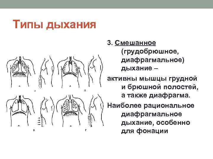 Типы дыхания 3. Смешанное (грудобрюшное, диафрагмальное) дыхание – активны мышцы грудной и брюшной полостей,