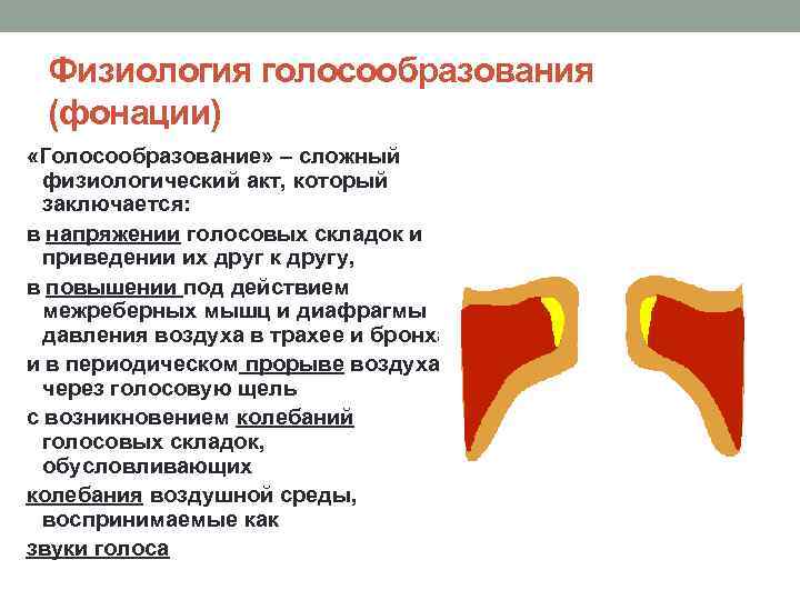 Физиология голосообразования (фонации) «Голосообразование» – сложный физиологический акт, который заключается: в напряжении голосовых складок