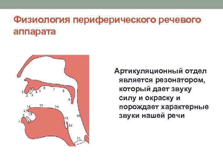 Физиология периферического речевого аппарата Артикуляционный отдел является резонатором, который дает звуку силу и окраску