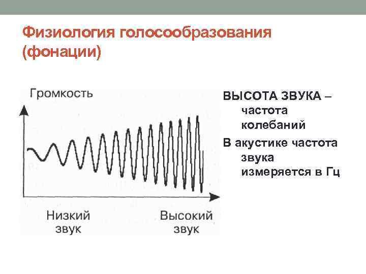 Физиология голосообразования (фонации) ВЫСОТА ЗВУКА – частота колебаний В акустике частота звука измеряется в