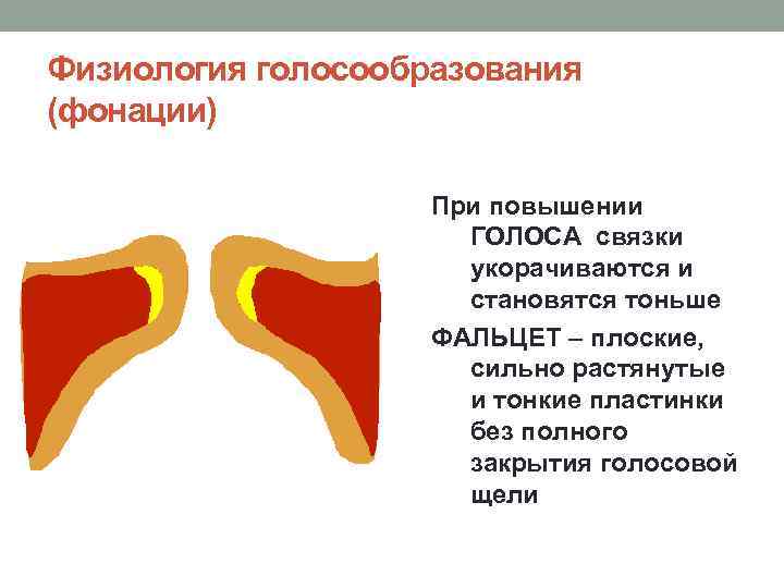Физиология голосообразования (фонации) При повышении ГОЛОСА связки укорачиваются и становятся тоньше ФАЛЬЦЕТ – плоские,