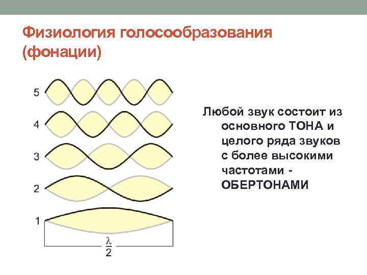 Периода основного тона. Основной тон и обертоны. Основной тон колебаний. Обертона колебания. Обертон это в физике.