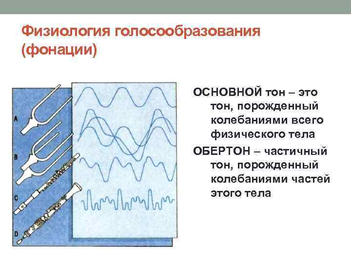 Физиология голосообразования (фонации) ОСНОВНОЙ тон – это тон, порожденный колебаниями всего физического тела ОБЕРТОН