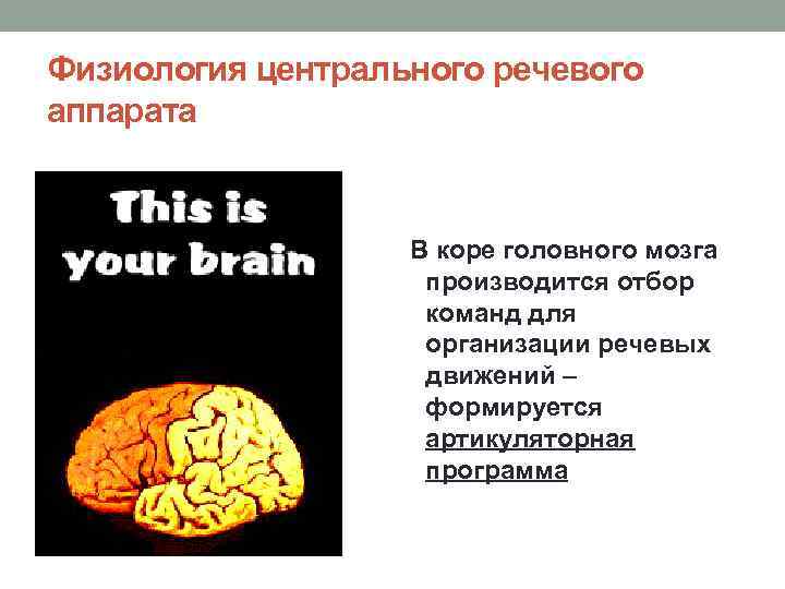 Физиология центрального речевого аппарата В коре головного мозга производится отбор команд для организации речевых