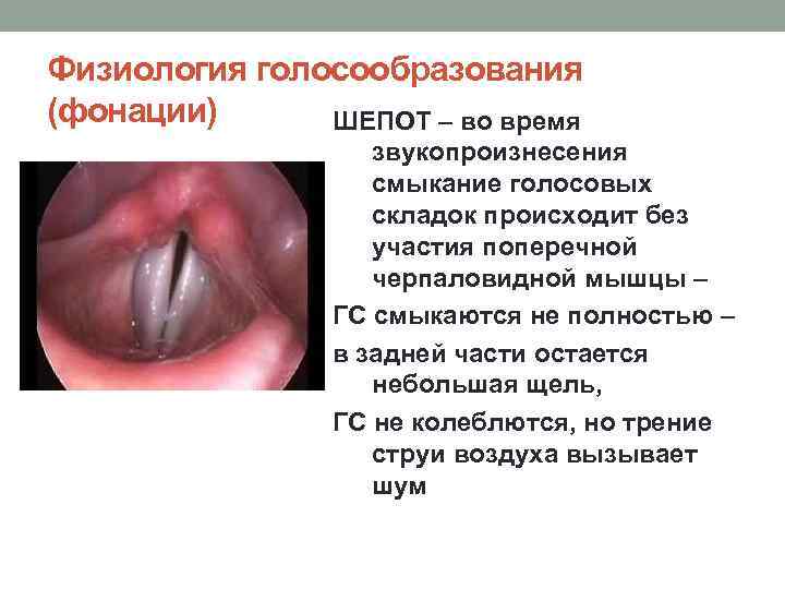 Физиология голосообразования (фонации) ШЕПОТ – во время звукопроизнесения смыкание голосовых складок происходит без участия